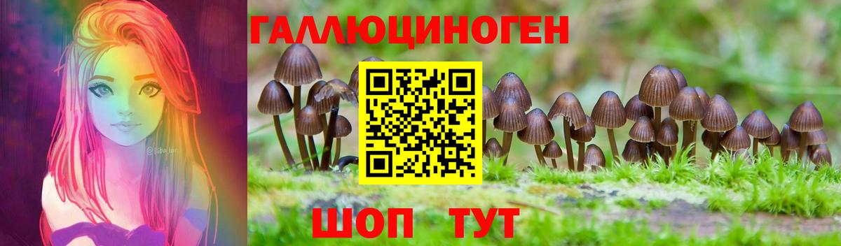 Галлюциногенные грибы Psilocybe Северск